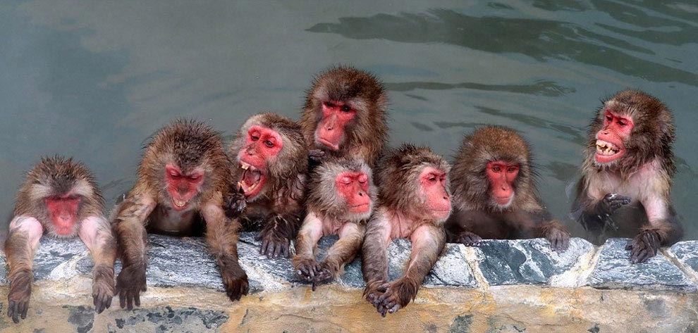 japanese-macaque-opened-the-season-bathing-in-hot-springs-03