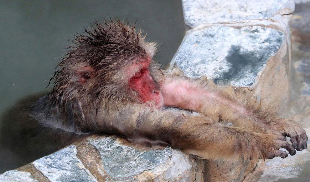 japanese-macaque-opened-the-season-bathing-in-hot-springs-04