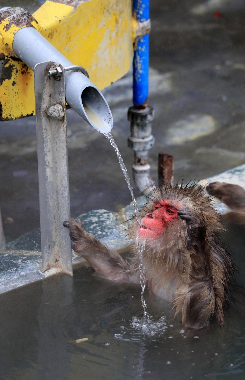 japanese-macaque-opened-the-season-bathing-in-hot-springs-05