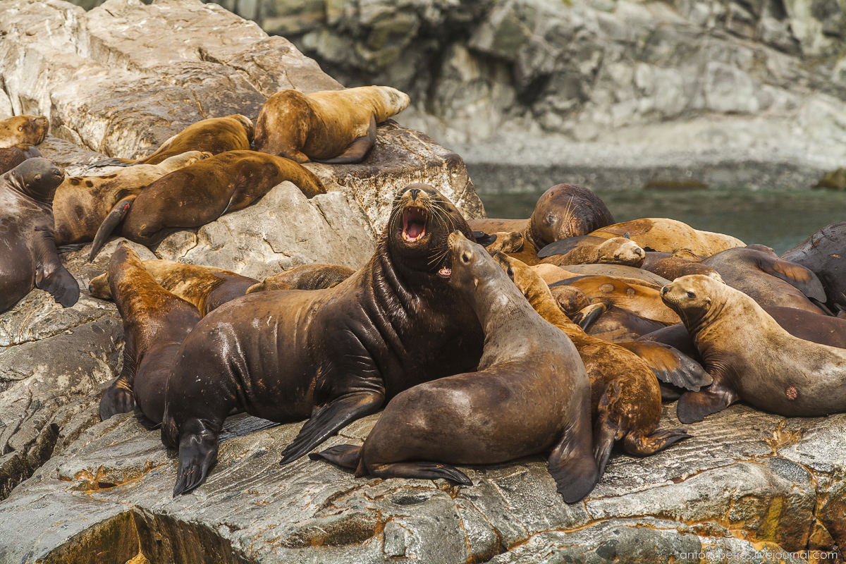 of-the-pacific-ocean-sea-lions-07