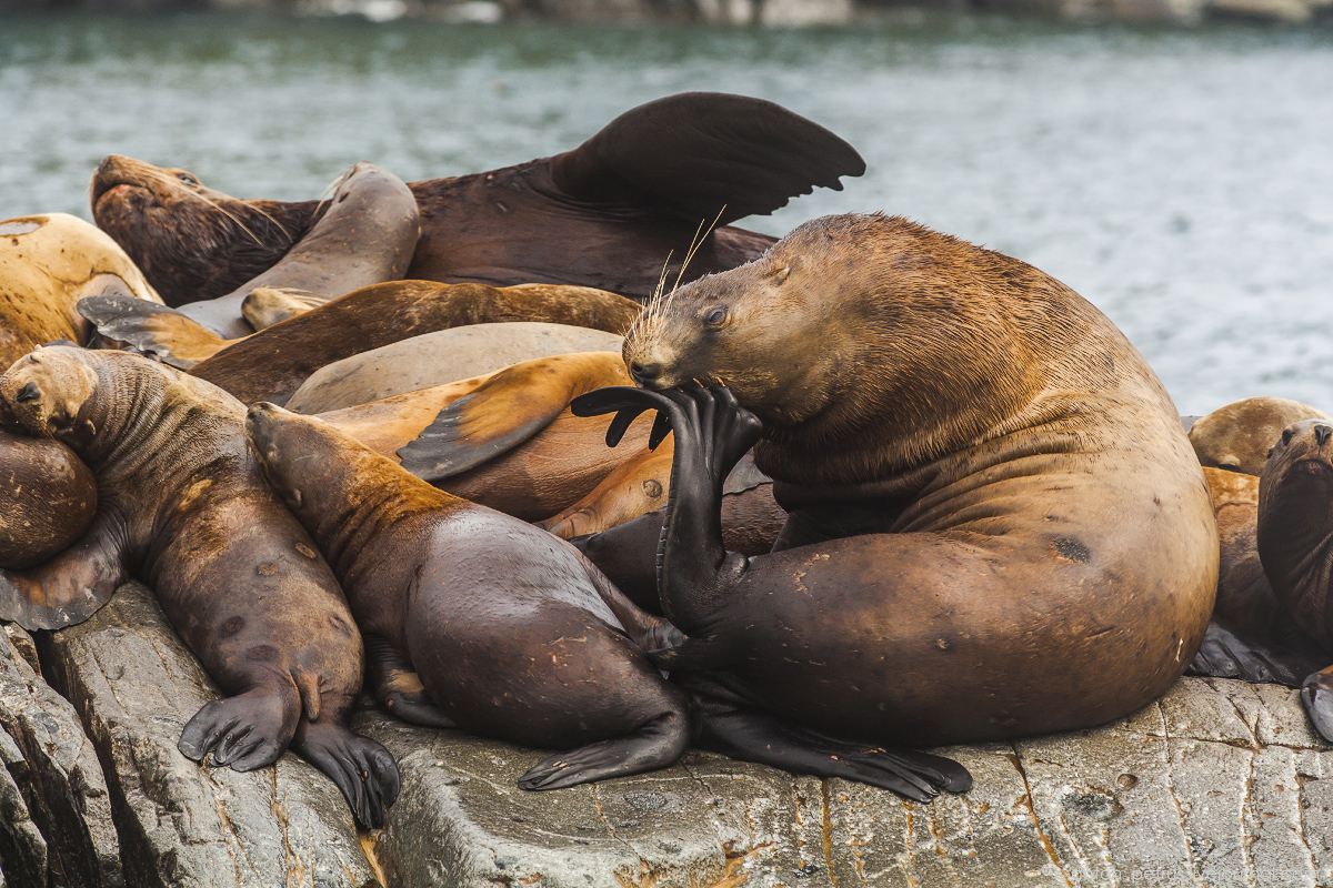 of-the-pacific-ocean-sea-lions-08