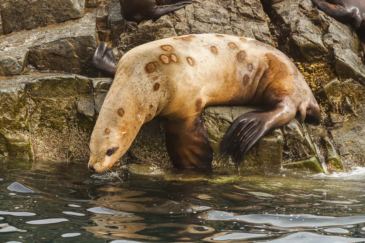 of-the-pacific-ocean-sea-lions-10