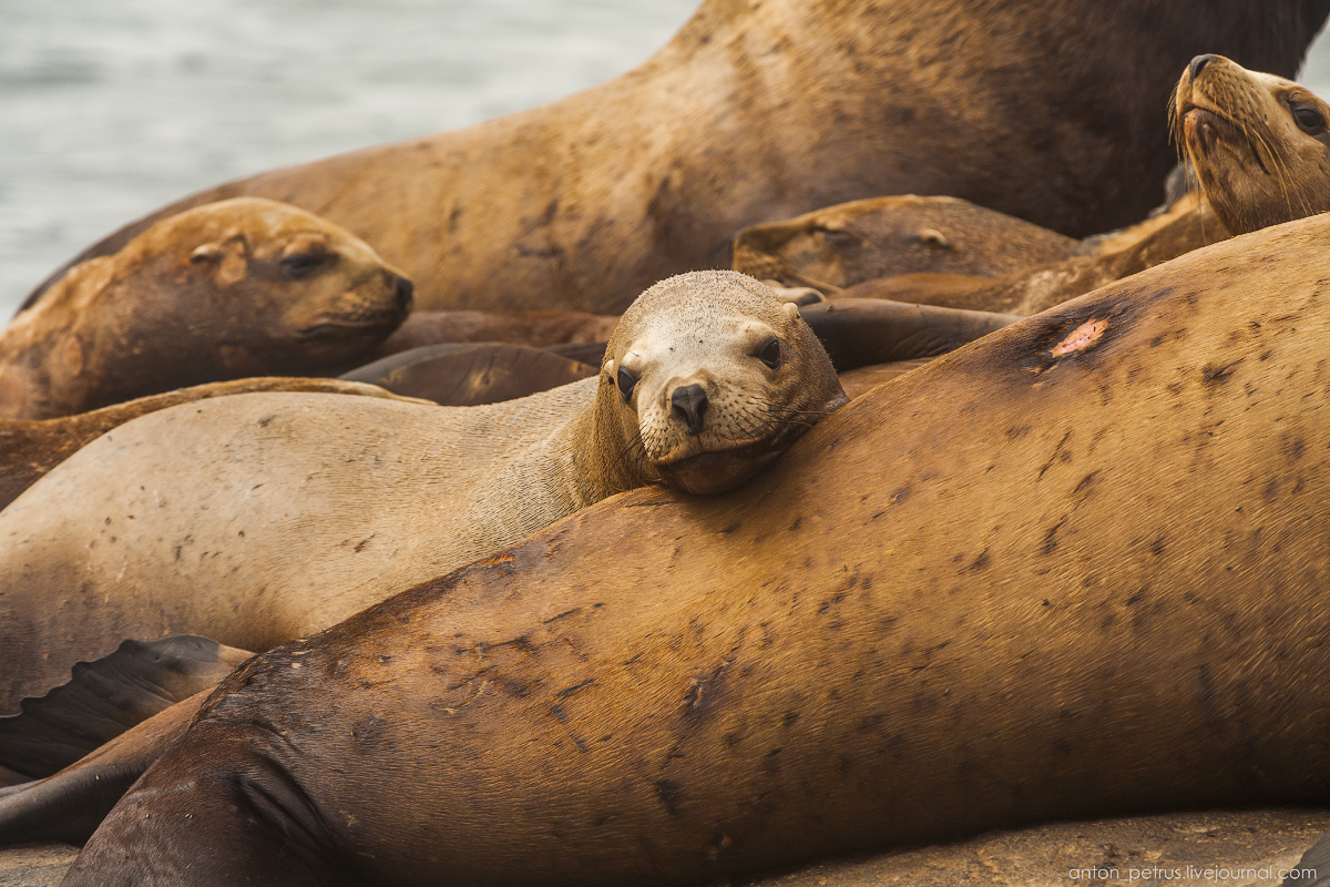 of-the-pacific-ocean-sea-lions-17