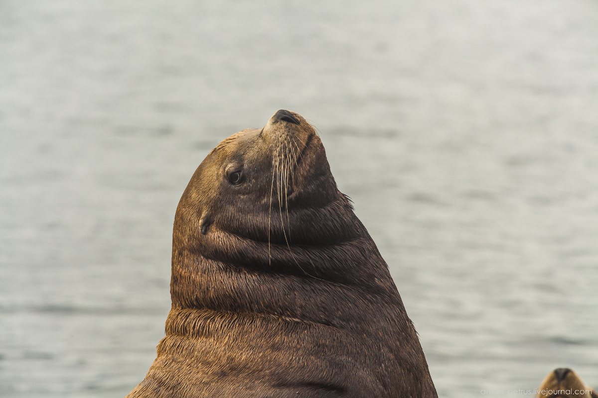 of-the-pacific-ocean-sea-lions-18