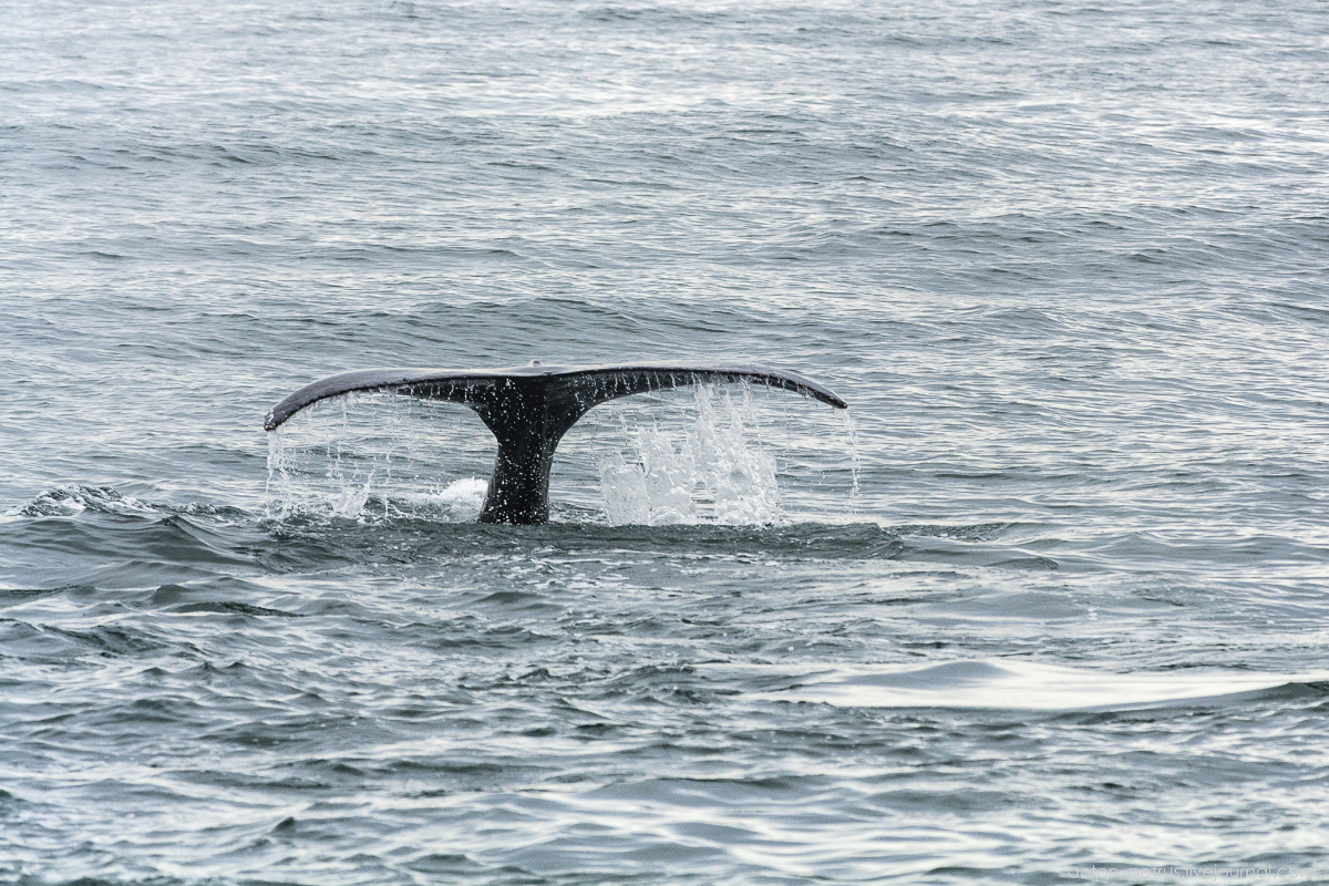 of-the-pacific-ocean-whales-and-their-enemies-16