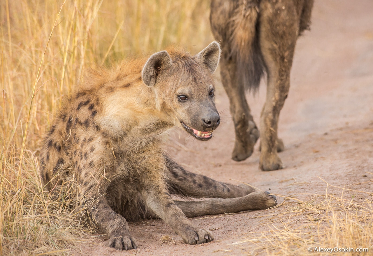 J.c. the hyena