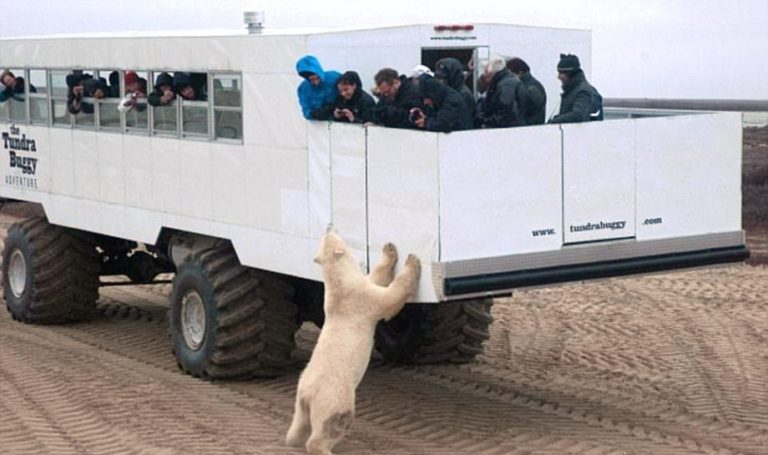 корм для птиц манитоба