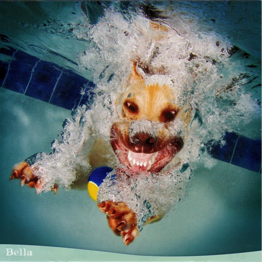 Смешные собаки в воде