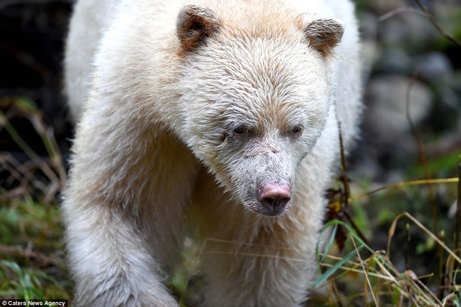 Кермодский медведь фото