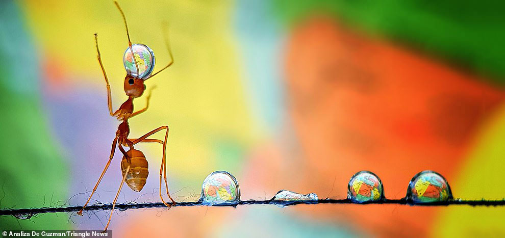 Удивительные фотографии муравьев 