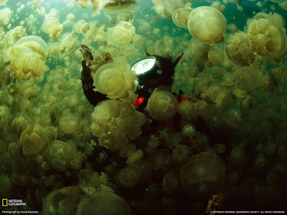 Удивительный подводный мир. Часть 2 