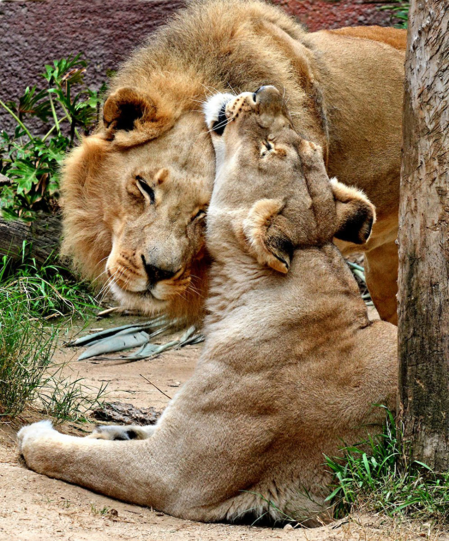 любовь львов фото