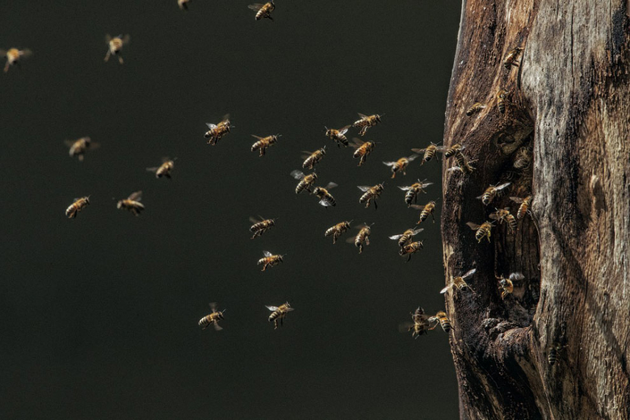 Тайны диких пчел: уникальные фотографии 