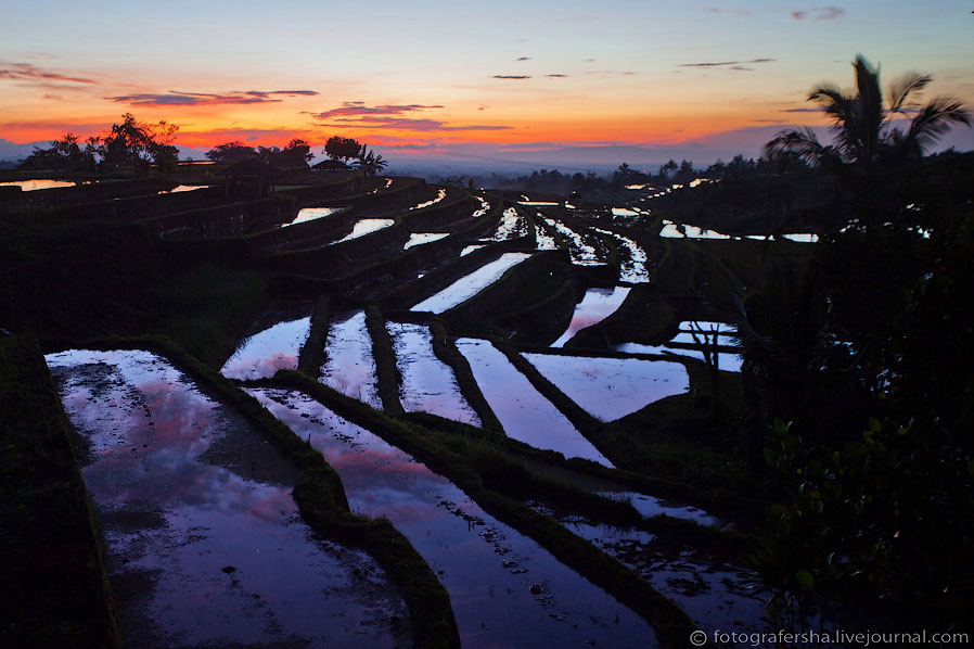 Рисовые поля на Бали 