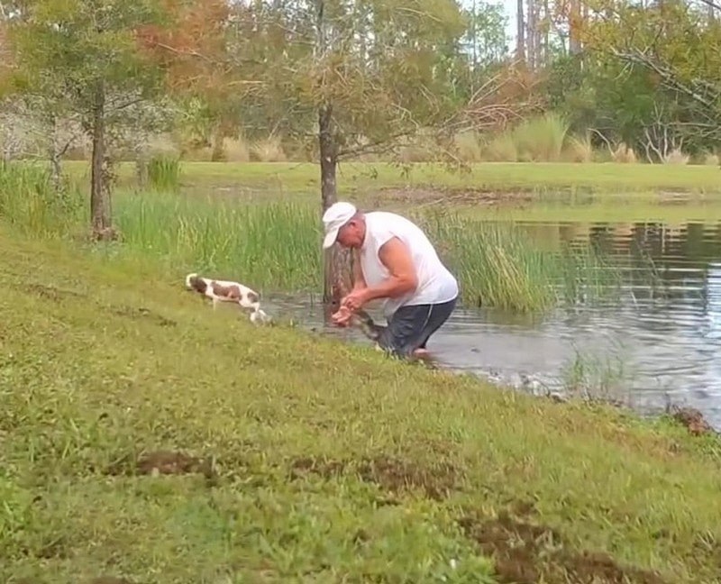 Человек спас собаку от аллигатора