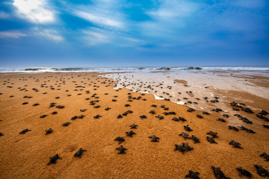 Тысячи морских черепах по побережье Индии