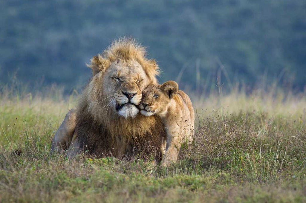 охота львов на природе