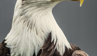 Гордые и величественные птицы фотографа Andrew Shaylora