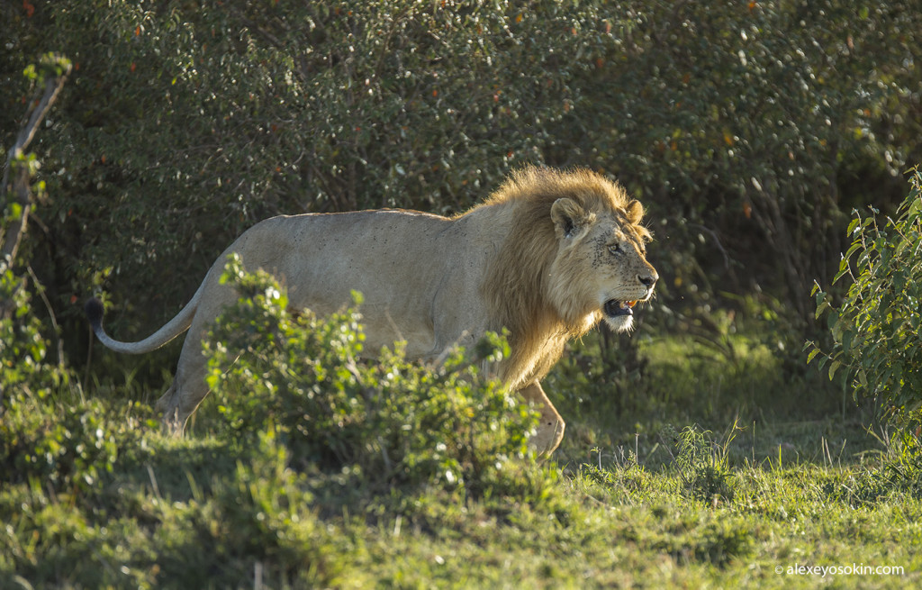 Всемирный день львов | FotoRelax