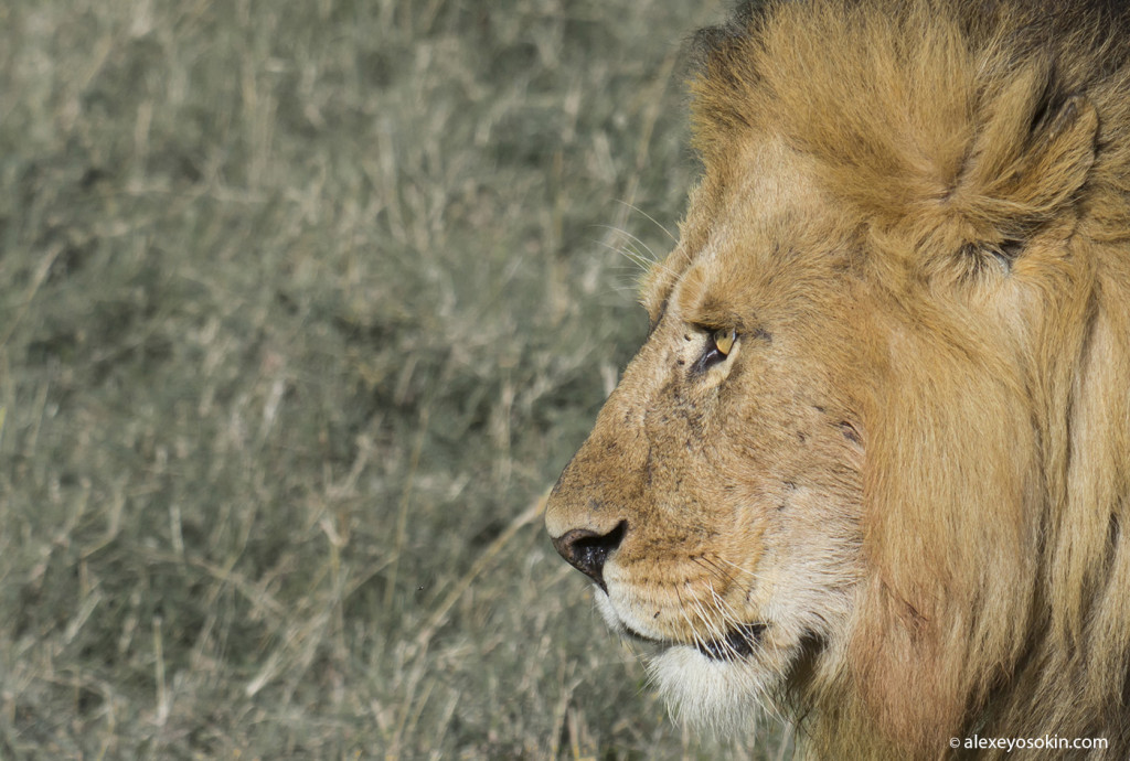 Всемирный день львов | FotoRelax