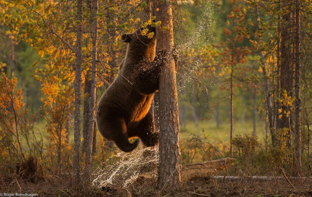 Животные швеции фото