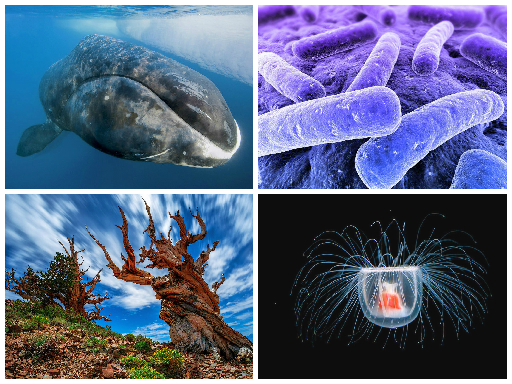 Фото живых организмов. Экстремофилы одноклеточные. Живые организмы. Живые организмы на земле. Живые существа организмы.