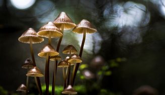 Красивые фотографии грибов Филипа Еремита