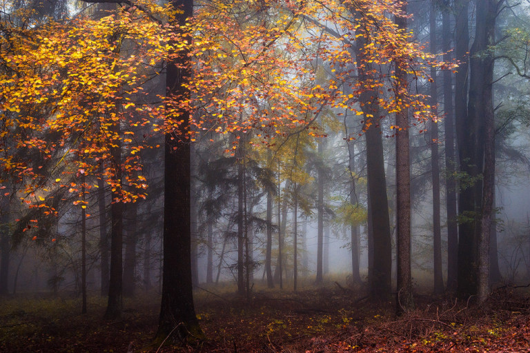 Таинственный и завораживающий лес в фотографиях Heiko Gerlicher | FotoRelax
