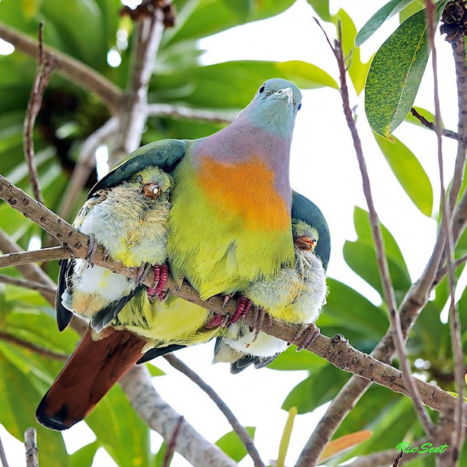 Pictures of birds who care about their kids 03.