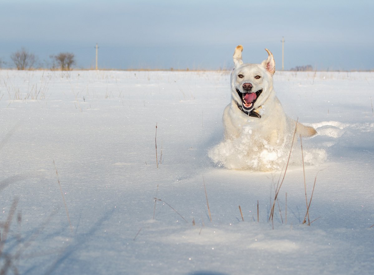 Собака сугроб. Лабрадор хаски. Собака зимой. Собака в снегу. Собака радуется снегу.