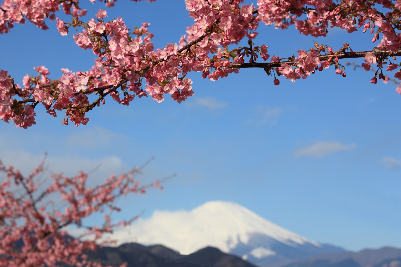 Розовые деревья в горах. Сакура черри блоссом дерево. Черри блоссом гора. Картина черри блоссом гора. Сакура японская вишня.