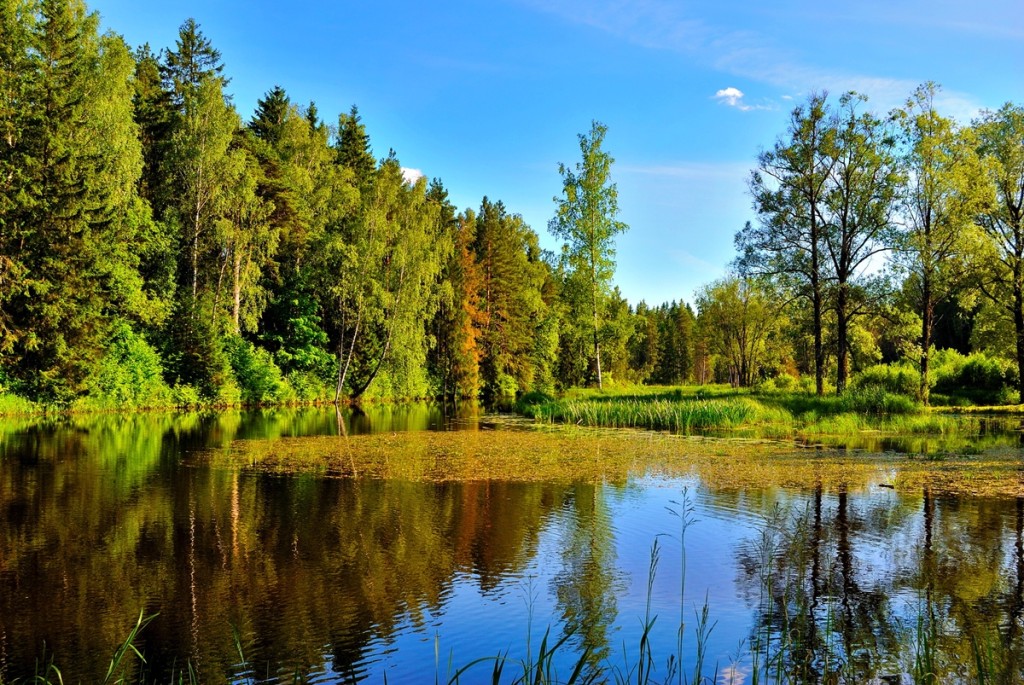 Летов фото в лесу