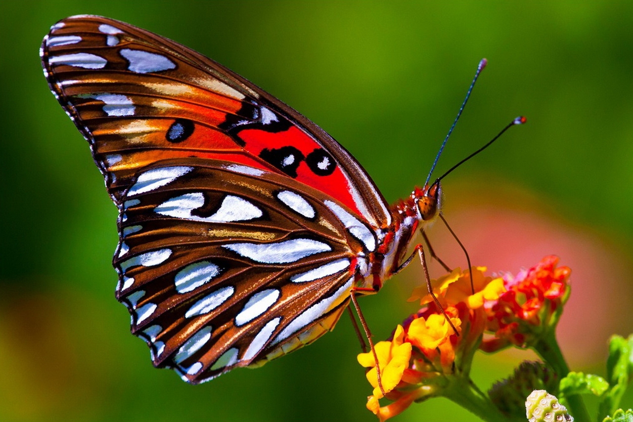 Картинки бабочек фото бабочек