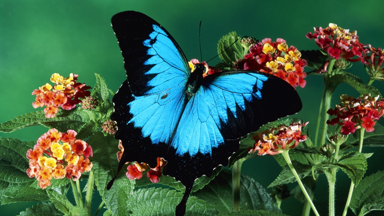 Бабочка Тропическая голубая волна