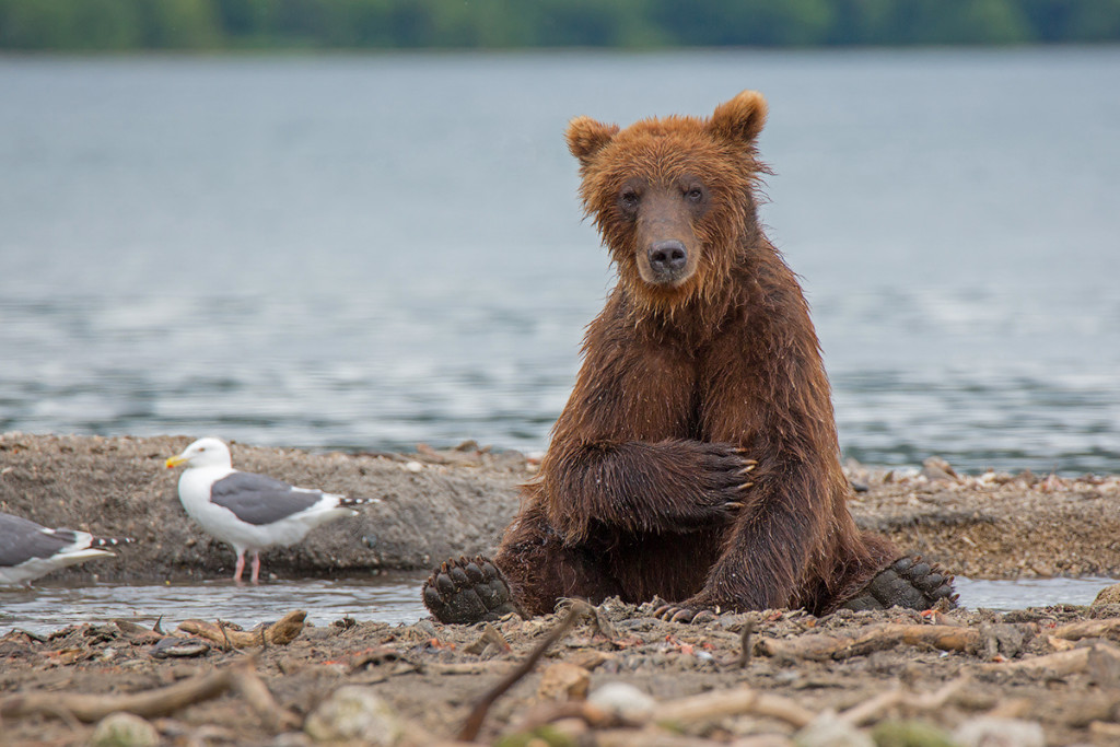 Фотографии медвежьих озер