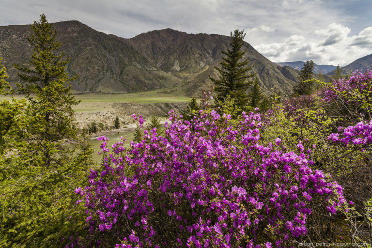 Маральник горный алтай фото