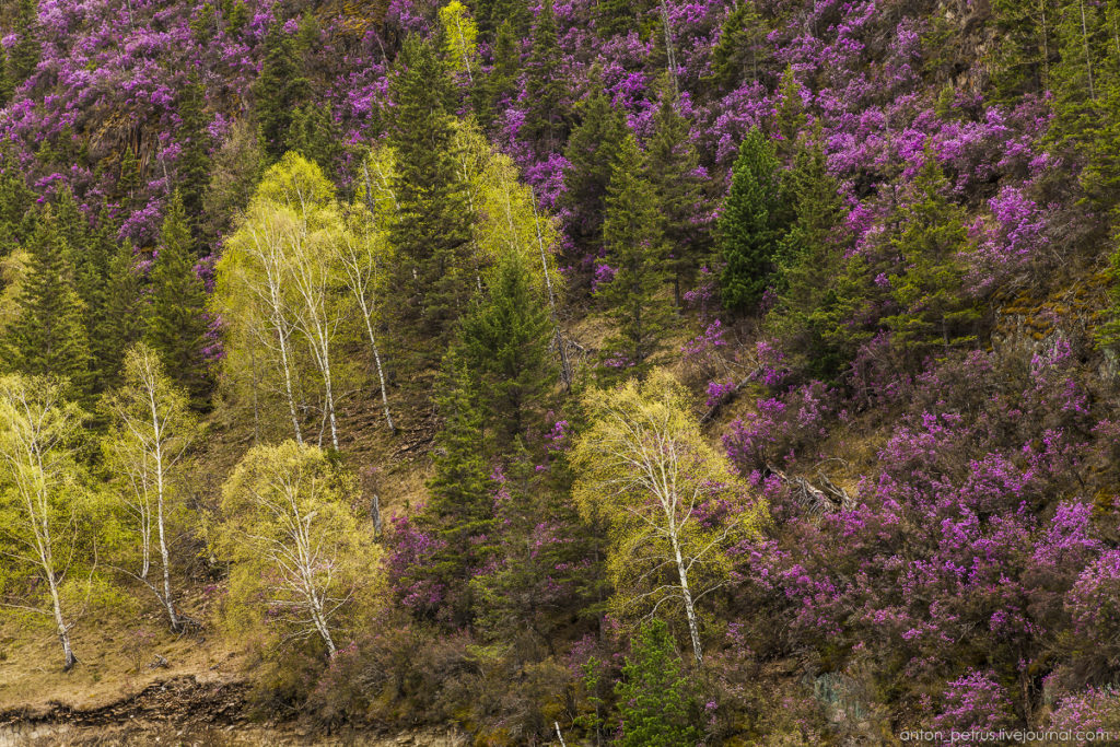 Маральник горный алтай фото