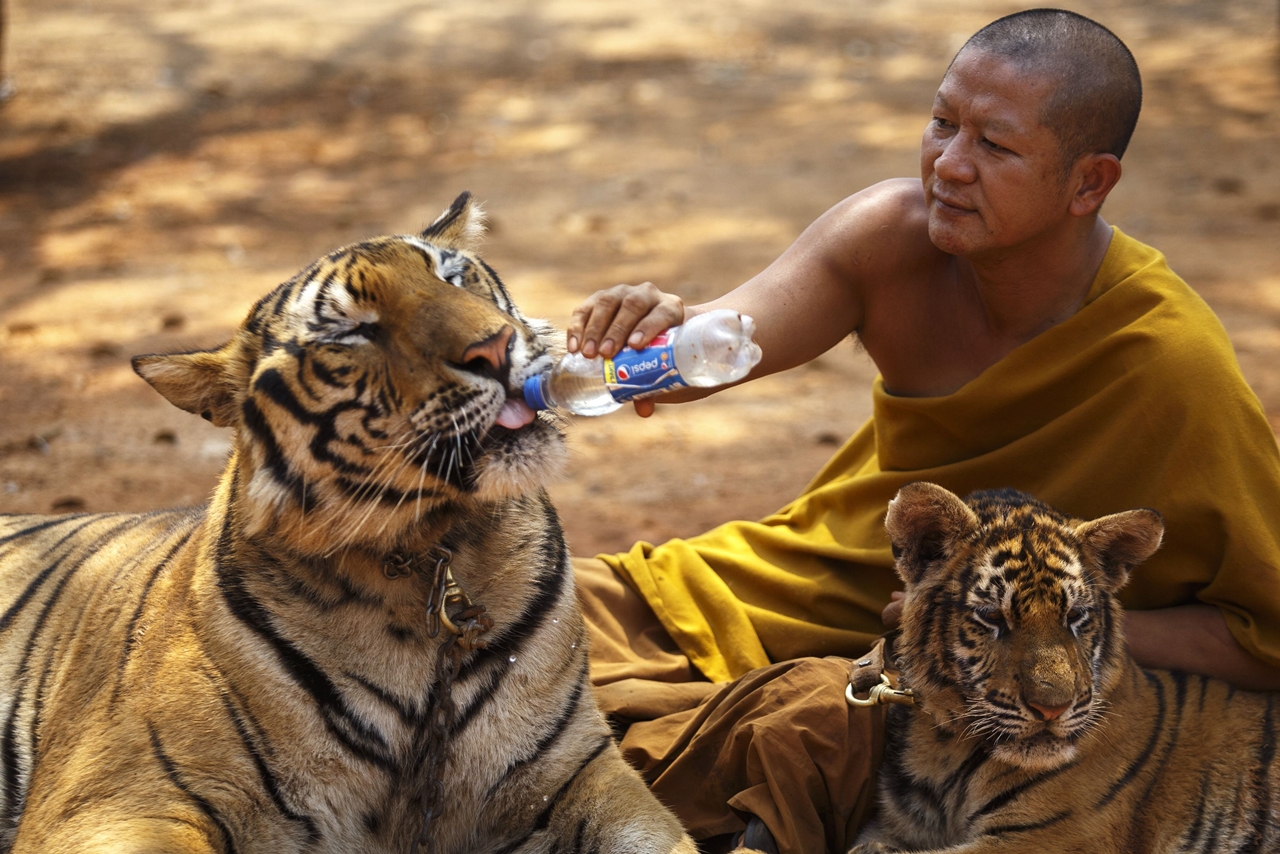 Thai tiger temple 20