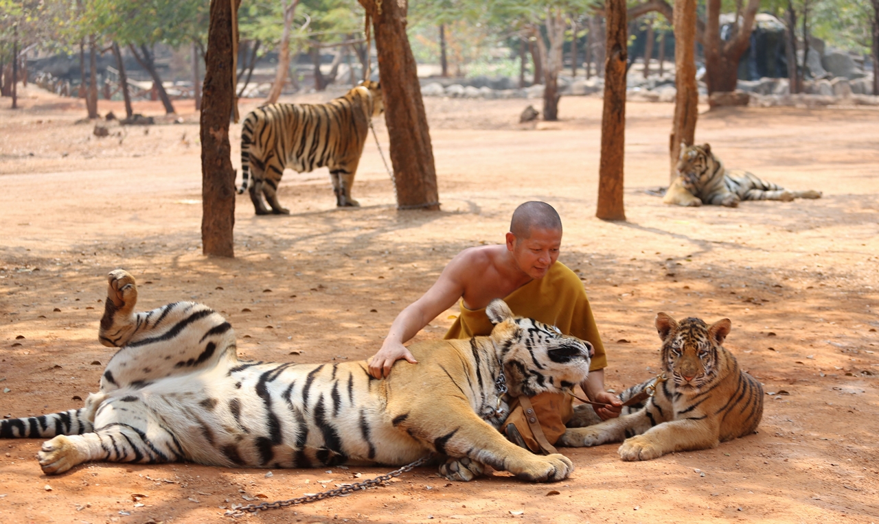 Thai tiger temple 21