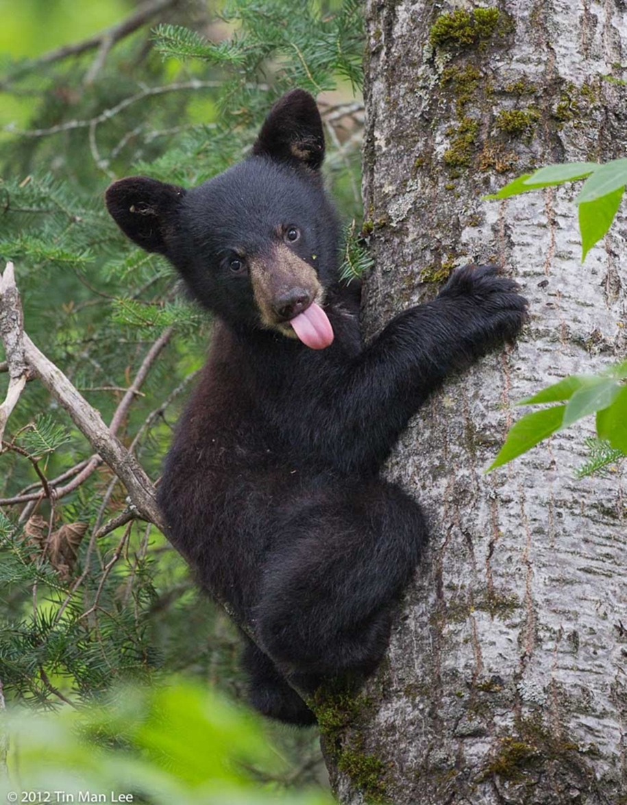 Черный медведь на дереве