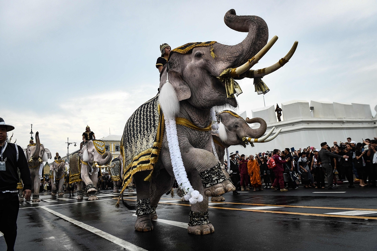 Король на слоне в Тайланде