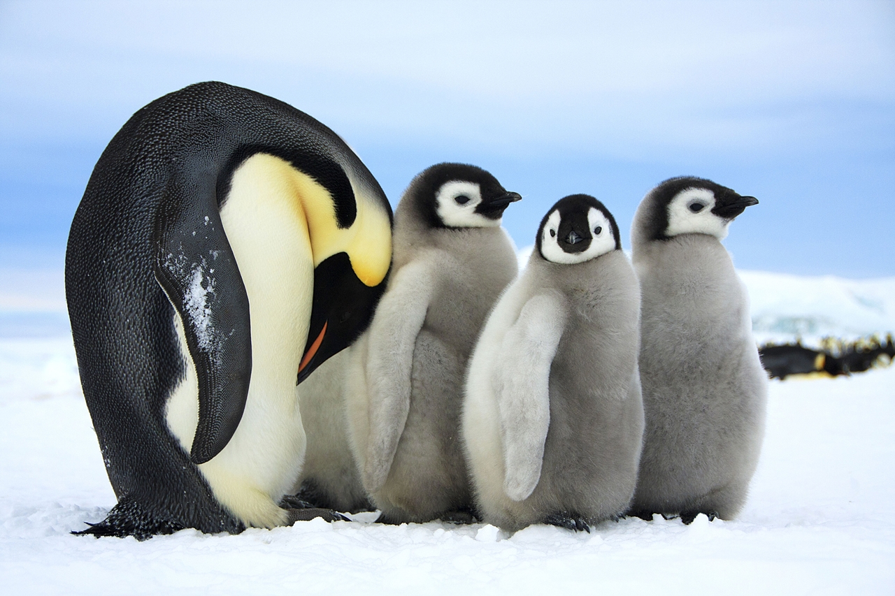Императорские пингвины.