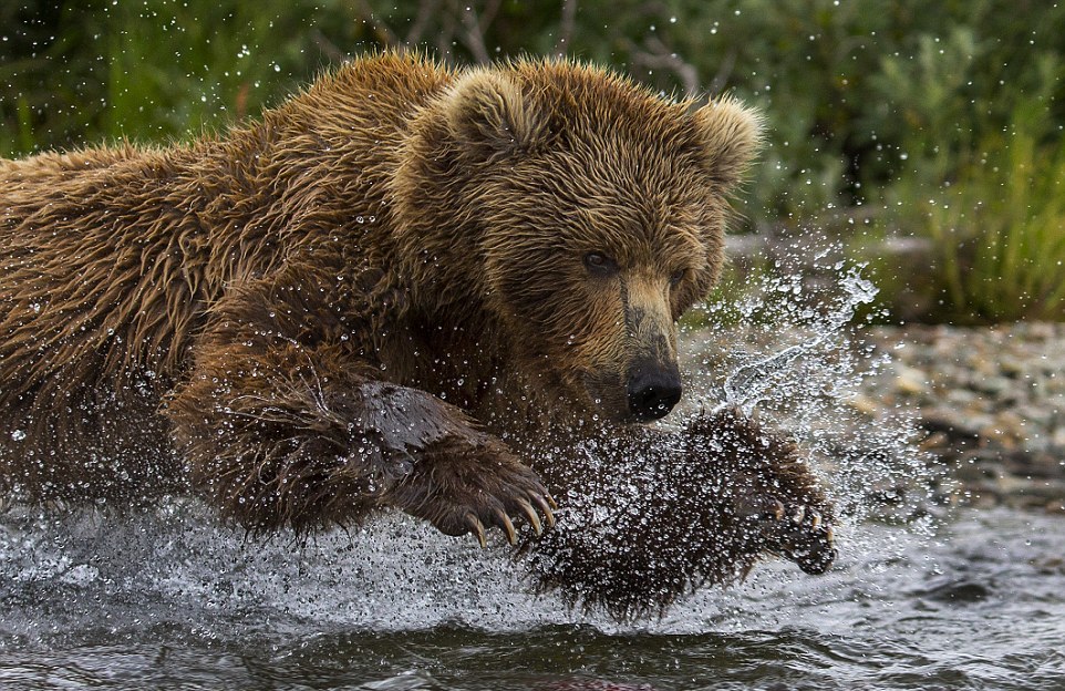 Хороший медведь видео. Медведица. Медведь ловит лосося. Нерест горбуши медведи. Бурый медведь охотится на лосося.