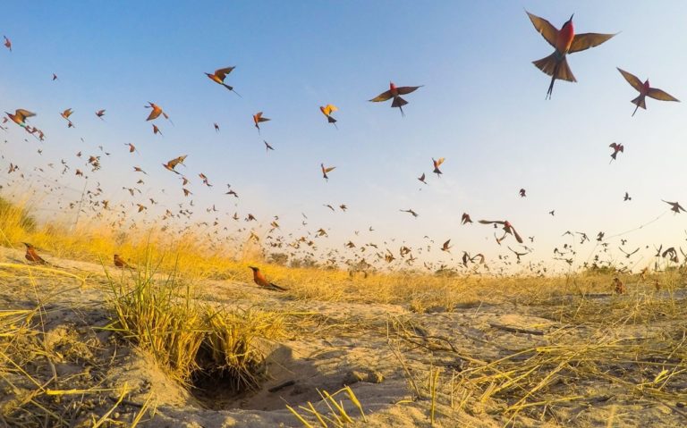 Фото года national geographic