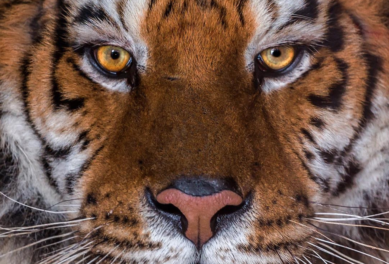 Глаз тигра видео. Взгляд тигра. Тигр глаза. Тигр морда. Тигриный глаз.