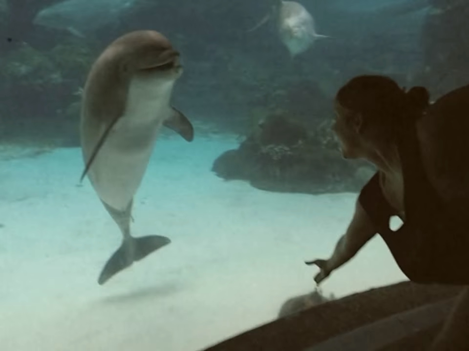Дельфины с удовольствием разучивают. Реакции дельфина. Охота на дельфинов шоу девушки. Верхом на дельфине фото.