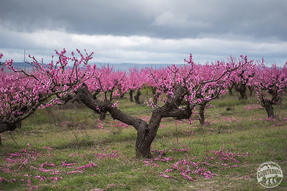 Что цветет в крыму розовым цветом. Цветение персиковых садов в Крыму. Персиковые сады в Дагестане цветение. Цветение персикового дерева в Дагестане. Персиковые сады Пшада.