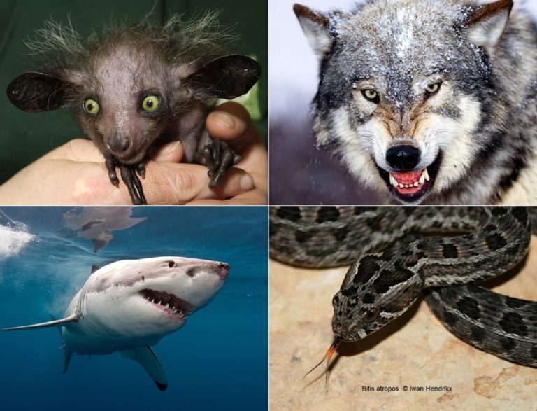 Самые страшные животные в мире и опасные фото и названия