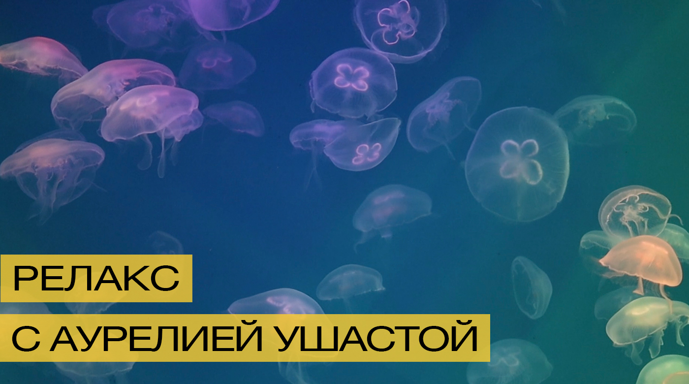 Залипательное видео с медузами