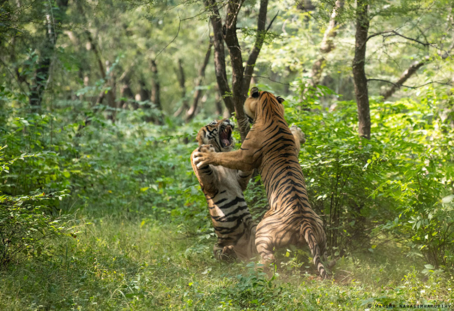 Бой тигров в ​​национальном парке Рантхамбор 